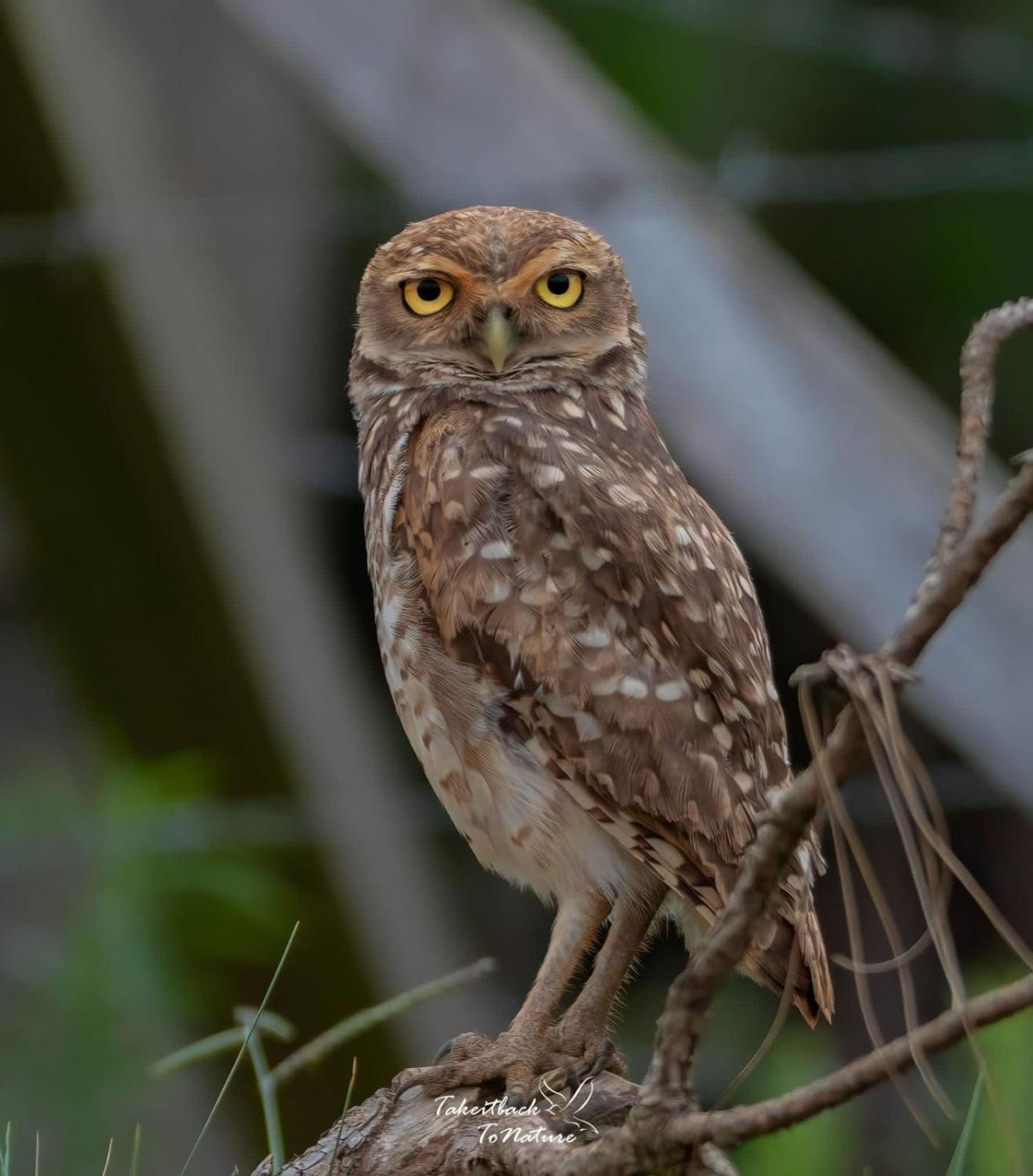 Lagamar Eco Hotel Cananéia エクステリア 写真